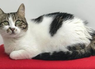 İstanbul Modern’in sembollerinden ‘Ayşe Kedi’ hayatını kaybetti.