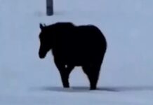 📽️Sosyal medya ikiye bölündü. At geliyor mu gidiyor mu?