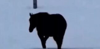 📽️Sosyal medya ikiye bölündü. At geliyor mu gidiyor mu?