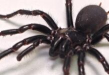 En zehirli ve en büyük: Dünyanın en zehirli örümceğinin en büyük örneği Avustralya’da bulundu!