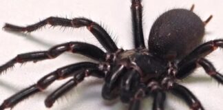 En zehirli ve en büyük: Dünyanın en zehirli örümceğinin en büyük örneği Avustralya’da bulundu!