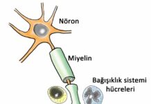 Araştırma: MS riskini artıran genlerin haritası çıkarıldı