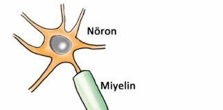 Araştırma: MS riskini artıran genlerin haritası çıkarıldı
