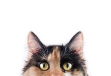 KEDİLERDE KENDİLERİNİ İYİ HİSSETMEDİKLERİNİN İŞARETİ DAVRANIŞLAR