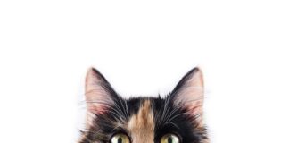 KEDİLERDE KENDİLERİNİ İYİ HİSSETMEDİKLERİNİN İŞARETİ DAVRANIŞLAR