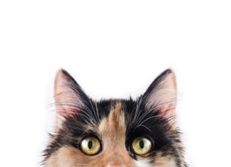 KEDİLERDE KENDİLERİNİ İYİ HİSSETMEDİKLERİNİN İŞARETİ DAVRANIŞLAR