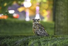 NEW YORK BAYKUŞ FLACO’NUN YASINI TUTUYOR