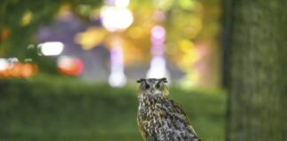 NEW YORK BAYKUŞ FLACO’NUN YASINI TUTUYOR