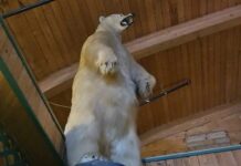 Kanada’daki tatil beldesinden 500 kiloluk dondurulmuş bir ayı çalındı!