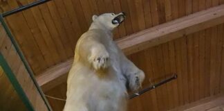 Kanada’daki tatil beldesinden 500 kiloluk dondurulmuş bir ayı çalındı!