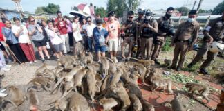 ‘Maymunlar Cehennemi’… Binlerce maymun Tayland’da bir şehri istila ederek sakinlerini kapı dışarı etti!