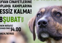 Sokak hayvanlar için İstanbul Beykoz’da yarın eylem yapılacak.