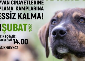 Sokak hayvanlar için İstanbul Beykoz’da yarın eylem yapılacak.