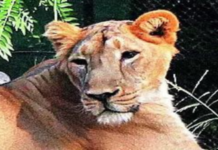 Mahkeme kararıyla İki Aslanın Adı Değiştiridi!