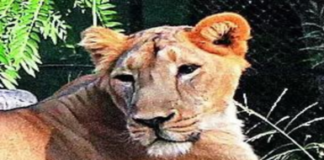 Mahkeme kararıyla İki Aslanın Adı Değiştiridi!