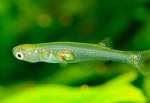 Tırnak büyüklüğündeki balık beton matkabı kadar ses çıkarıyor