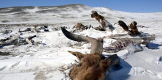 Aşırı kış koşulları yüzünden Moğolistan’da 2 milyondan fazla hayvan telef oldu.
