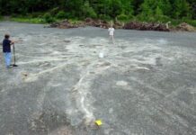 ABD’li bilim insanları New York yakınlarında dünyanın en eski ormanını keşfetti: 386 milyon yaşında