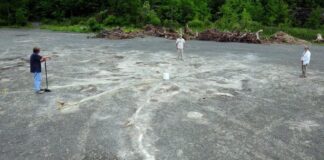 ABD’li bilim insanları New York yakınlarında dünyanın en eski ormanını keşfetti: 386 milyon yaşında