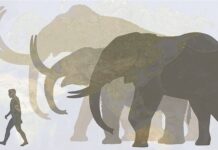 Mamutlar geri dönebilir… Asya fillerinden elde edilen hücreler, mamut hücrelerine dönüştürüldü.