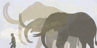 Mamutlar geri dönebilir… Asya fillerinden elde edilen hücreler, mamut hücrelerine dönüştürüldü.