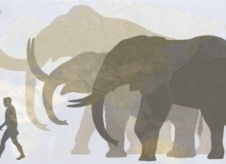 Mamutlar geri dönebilir… Asya fillerinden elde edilen hücreler, mamut hücrelerine dönüştürüldü.