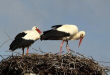 📽️İLKBAHARIN HABERCİSİ… LEYLEKLER NEWROZ’DA İSTANBUL’DAN GEÇİYOR