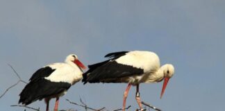 📽️İLKBAHARIN HABERCİSİ… LEYLEKLER NEWROZ’DA İSTANBUL’DAN GEÇİYOR