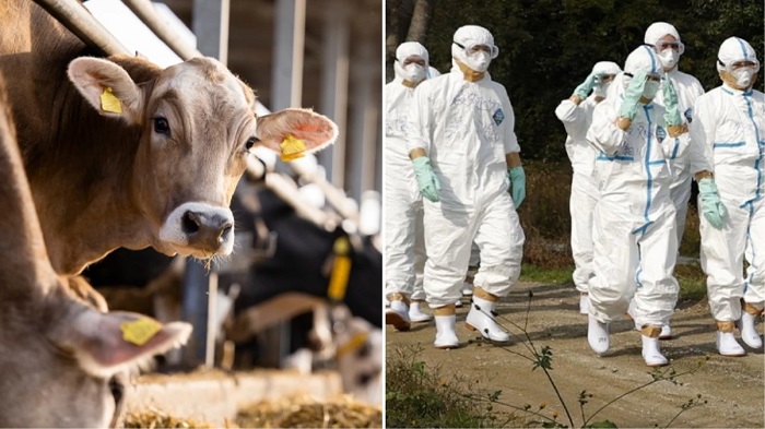 ABD’de H5N1 kuş gribi paniği; İneklerden insana geçiyor, sütü içen kediler ölüyor!