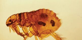 İNGİLTERE’DE GÜNDEM BAŞBAKANLIKTAKİ PİRELER