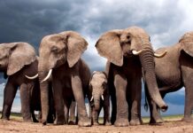 Nasrettin Hoca – Timur’un Filleri Hikayesi’ne döndü; Botsvana, Almanya’yı 20 bin fil göndermekle tehdit etti