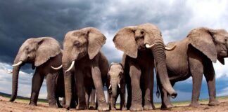 Nasrettin Hoca – Timur’un Filleri Hikayesi’ne döndü; Botsvana, Almanya’yı 20 bin fil göndermekle tehdit etti