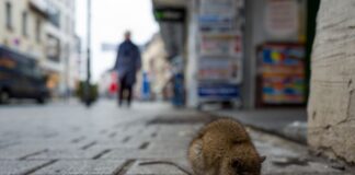 New York City, kemirgen istilasını azaltmak amacıyla farelere doğum kontrolü ilacı vermeye hazırlanıyor.