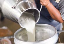 Dünya Sağlık Örgütü, H5N1 kuş gribi türünün çiğ sütte ilk kez ‘çok yüksek konsantrasyonlarda’ bulunduğunu uyardı