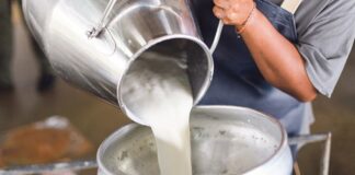 Dünya Sağlık Örgütü, H5N1 kuş gribi türünün çiğ sütte ilk kez ‘çok yüksek konsantrasyonlarda’ bulunduğunu uyardı