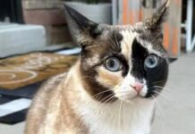 Kedi Galena kargo kutusuna gizlice girdi, binlerce kilometre uçtu