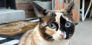 Kedi Galena kargo kutusuna gizlice girdi, binlerce kilometre uçtu