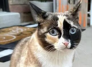 Kedi Galena kargo kutusuna gizlice girdi, binlerce kilometre uçtu