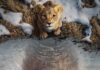 📽️ ‘Mufasa: Aslan Kral’ filminden ilk fragman yayınlandı!
