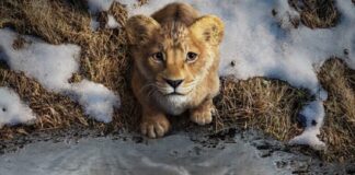 📽️ ‘Mufasa: Aslan Kral’ filminden ilk fragman yayınlandı!