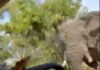 📽️ Korkunç ölüm! Beş tonluk fil safari yapan turistlerden birini öldürdü, safari aracını da devirdi