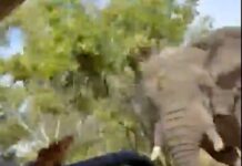 📽️ Korkunç ölüm! Beş tonluk fil safari yapan turistlerden birini öldürdü, safari aracını da devirdi