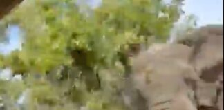 📽️ Korkunç ölüm! Beş tonluk fil safari yapan turistlerden birini öldürdü, safari aracını da devirdi