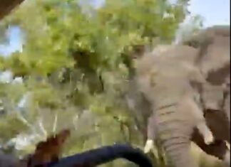 📽️ Korkunç ölüm! Beş tonluk fil safari yapan turistlerden birini öldürdü, safari aracını da devirdi
