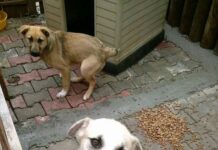 Avrupa ülkeleri̇ sokak hayvanlarıyla i̇lgi̇li̇ nasıl bi̇r yol i̇zli̇yor?