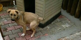 Avrupa ülkeleri̇ sokak hayvanlarıyla i̇lgi̇li̇ nasıl bi̇r yol i̇zli̇yor?