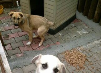 Avrupa ülkeleri̇ sokak hayvanlarıyla i̇lgi̇li̇ nasıl bi̇r yol i̇zli̇yor?