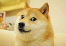 Fenomen ‘Kabosu’ hayatını kaybetti!