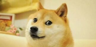 Fenomen ‘Kabosu’ hayatını kaybetti!