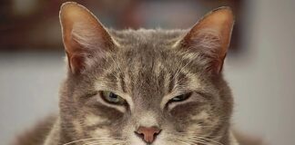 YAPAY ZEKA KEDİLERİN YÜZ İFADELERİNİ OKUYUP DERDİNİ TESPİT EDİYOR